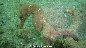 sea Horse bunkeren by Helen Hansen 
